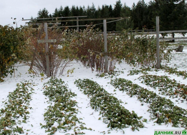 Когда и каким материалом укрывать садовую землянику на зиму?