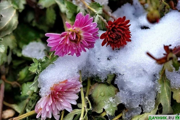 Как сохранить хризантемы зимой?