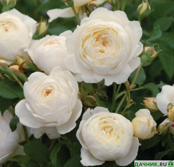 Белые и розовые сорта пионовидных роз: краткие характеристики и много фото
