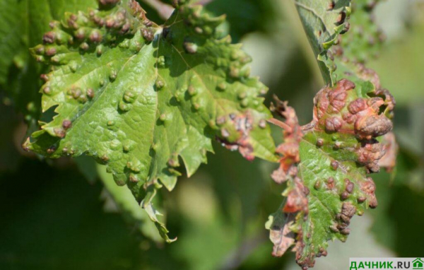 Сорт винограда Дамские пальчики: описание, нюансы выращивания, советы виноградарей
