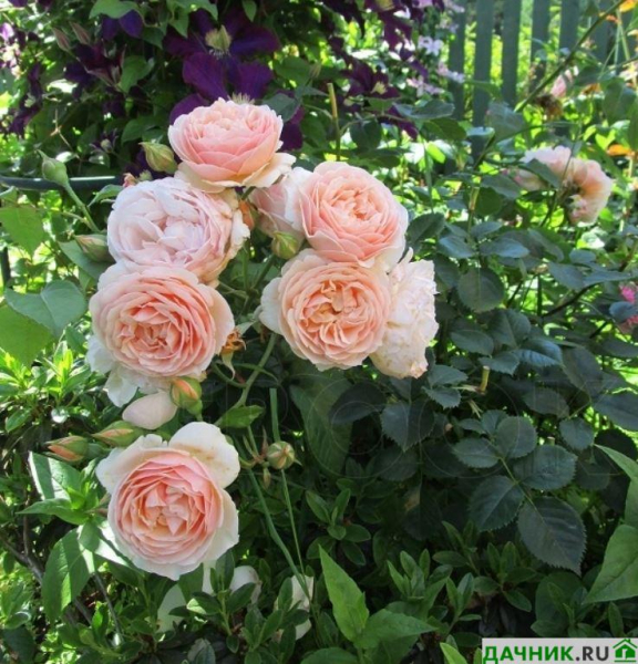 Роза Джульетта: особенности выращивания самой дорогой пионовидной остинки