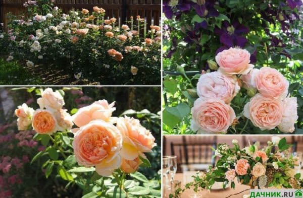 Роза Джульетта: особенности выращивания самой дорогой пионовидной остинки
