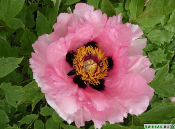 Пионы-патио: описание популярных сортов и нюансы выращивания садового цветка