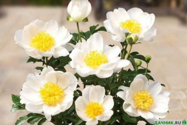 Пионы-патио: описание популярных сортов и нюансы выращивания садового цветка